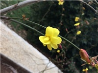 e723efde-20170302 RI Jasminum mesnyi.jpg